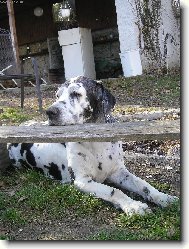 Veter�nka Jaga 10 let