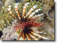 nebezpe�n� kr�sa