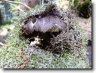 Hra na schov�vanou