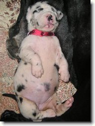 N�meck� doga st��� 14dn�