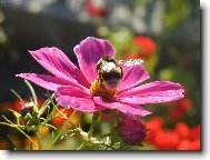 Pr�ce v z���