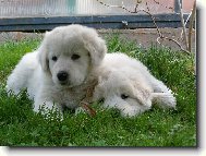 Pohodi�ka v tr�v�