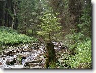 Smrk rostouc� ze smrku