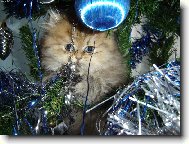 v�no�ni d�re�ek