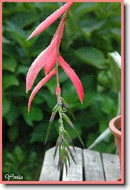 R��ov� kr�sa