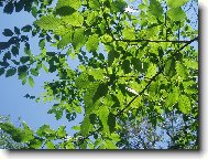 Slunce sv�t�c� p�es listy