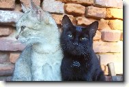 ko�i�� l�ska