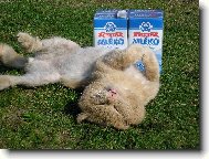 Spokojen� mil��ek