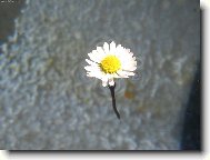 Sedmikr�ska Chudobka