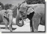 N�v�t�va z Asie