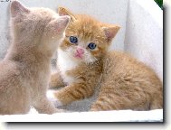 Ko�i�� odpoledne