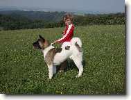 Boddie-Americk� akita