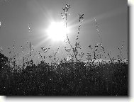 Dvoubarevn� louka...