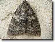 J� nejsem o�kliv�