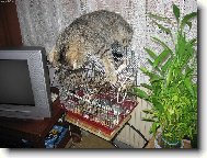 Hl�da� drobn�ho exotick�ho ptactva