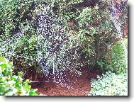 Ve spleti pavu�in...