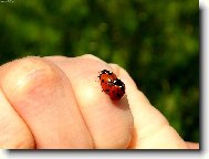 Sprost� beru�ky:-)