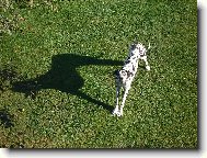 Velk� a je�t� v�t�� pes.