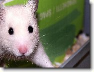 My��k Stuart Little