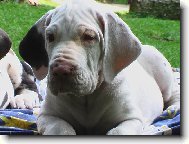 N�meck� doga 8 t�dn�