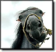 Ko�sk� ksicht =)