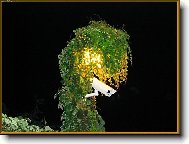 skryt� kamera v PV