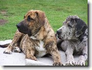 Brazilsk� Fila a N�meck� doga