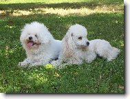 Bi�onek Amynka a pudl�k Dixinka