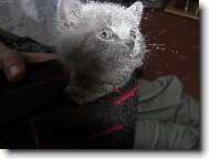 Jsem to ale ko�ka :))