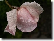 r��ov� poup�tko