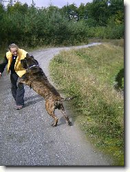 Letem sv�tem-s Bandogem