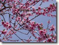 broskvi�ka v kv�tu