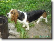 grilov�n�