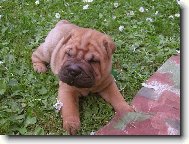 Shar pei Berry - 5 t�dn�