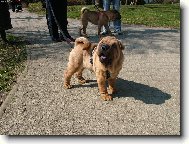 M�j medv�dek Princ