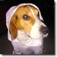 Charlie ve vych�zkov�m obleku