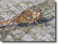 Dokonalost p��rody