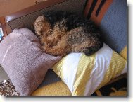 psssst!pejsek spink�