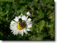 P��roda v detailech