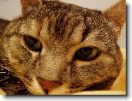 ko�i�� mil��ek