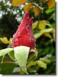 Poup� r��e po de�ti