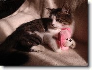 Pejsek a ko�i�ka