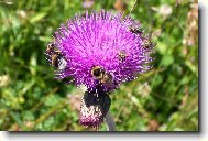 Nejkr�sn�j�� bodl�k...