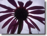 pr�zdninov� kv�t