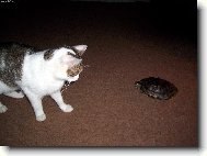 Ko�ka & �elva - zn�me se ?