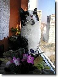 �ek�n� na m�s�c