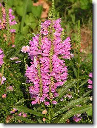 nezn�m� kv�tina