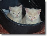 Jsou k nerozezn�n�