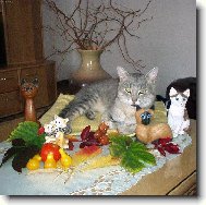 Z�ti�� s kocourem