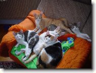 ko�i�� rodinka